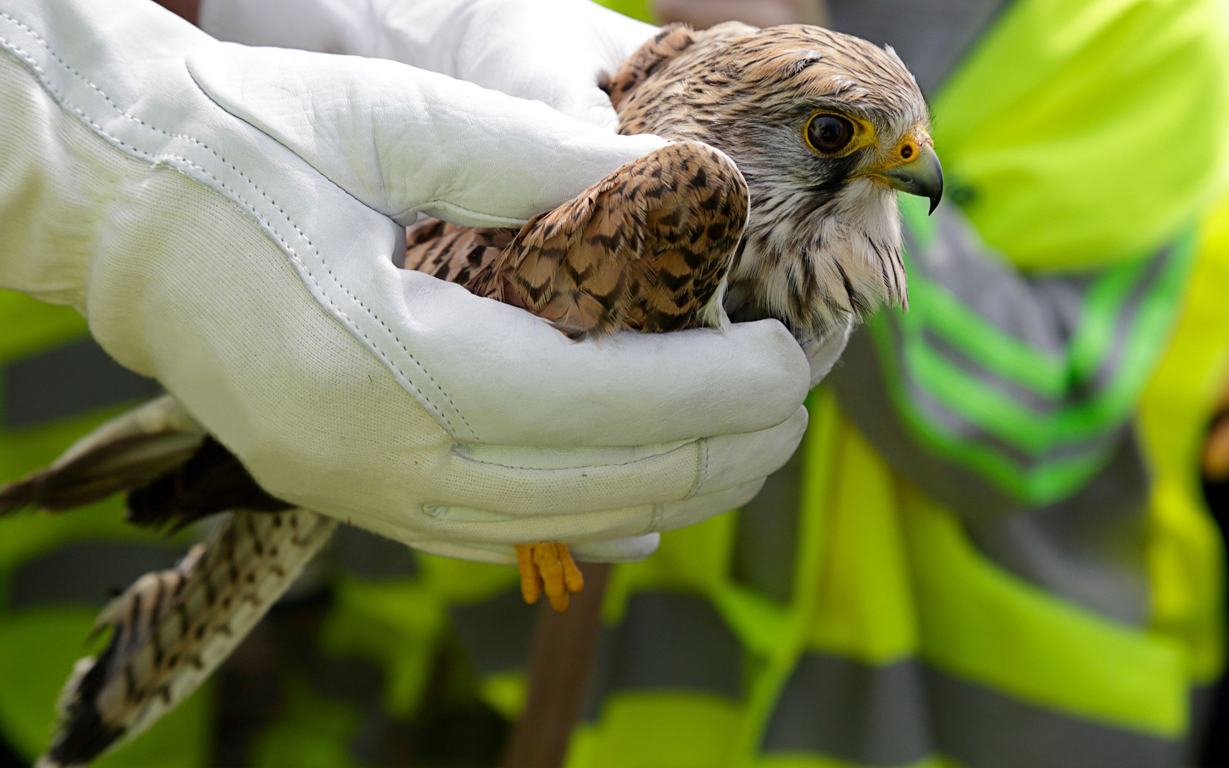 Assistiamo gli animali in difficoltà